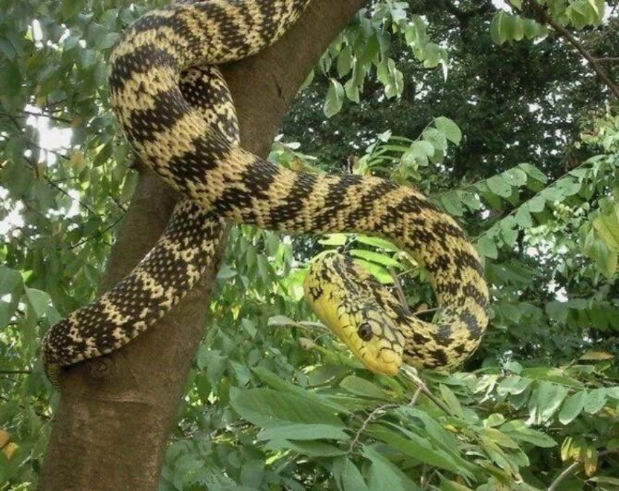 菜花蛇没毒为什么是蛇王,菜花蛇无毒为何被称为百蛇之王