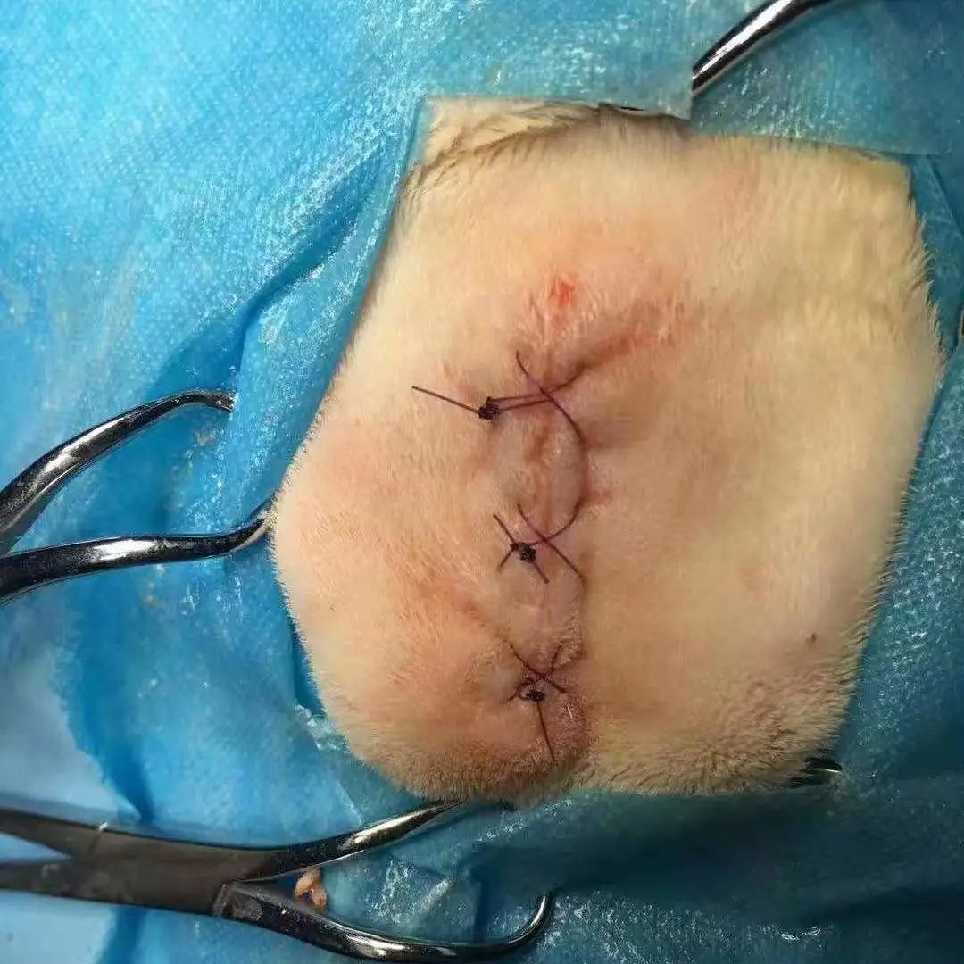 猫咪额头鼓起来软软的怎么回事,猫咪额头红怎么回事