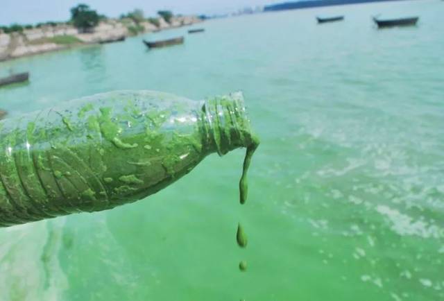 水产养殖蓝藻过多知识,水产养殖中蓝藻处理方法