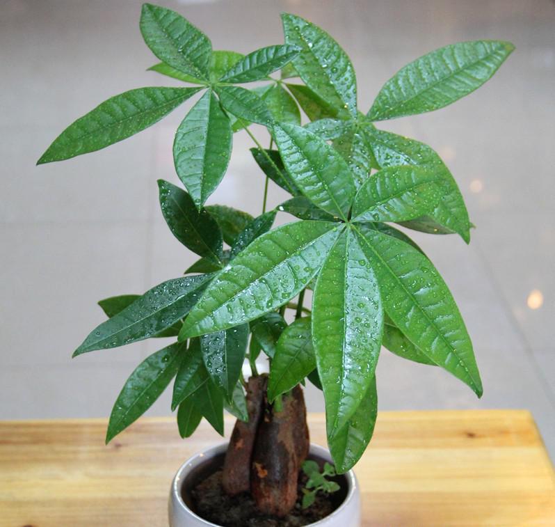 发财树病虫害的治理药,栽培发财树主要病虫害是什么