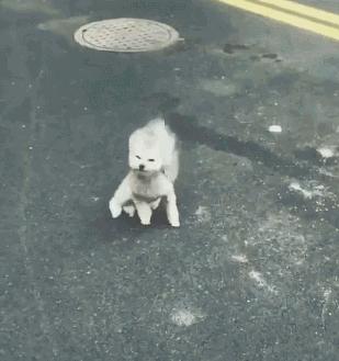 为了在大风中优雅行走，人类都做过哪些沙雕尝试？