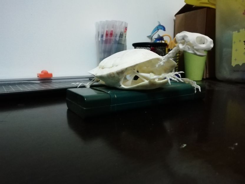 巴西龟怎么做骨骼标本,巴西龟骨骼结构