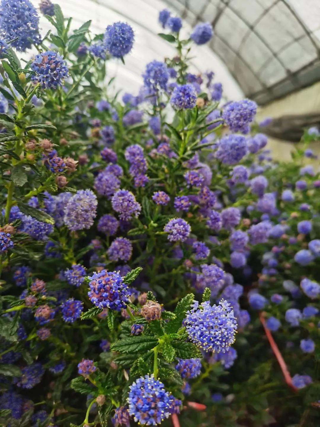 美洲茶寓意是什么,美洲茶蓝色海洋
