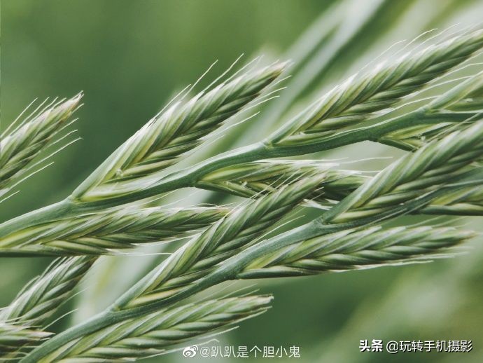 小米手机拍不了横屏照片,小米手机拍不出原有颜色