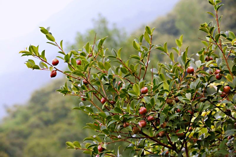 山茶籽农家自榨山茶油,山茶麸文化传承