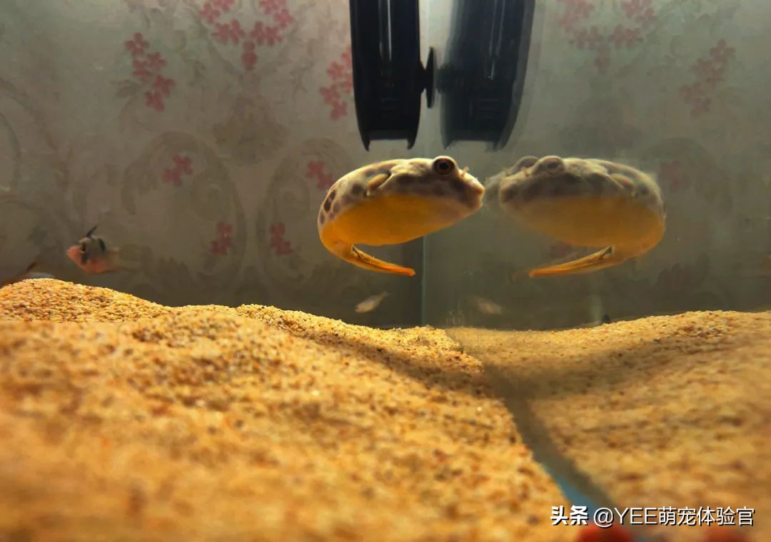 容易混养的热带鱼,容易互动的鱼