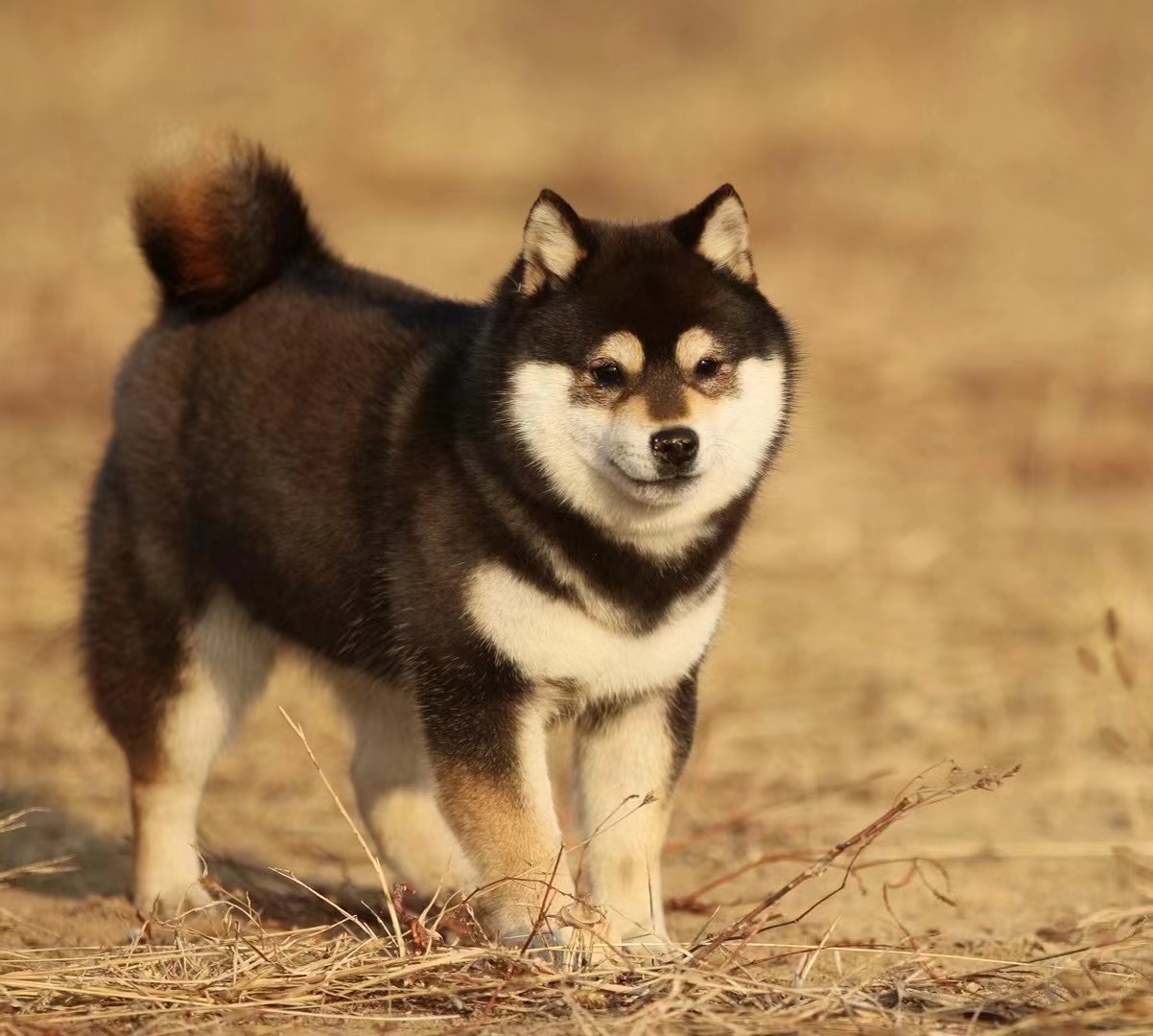 柴犬生下来怎么看品相好不好,赛级柴犬颜色