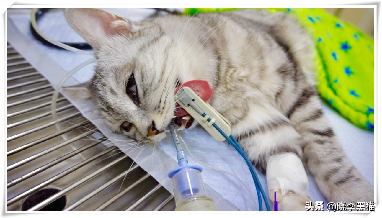 猫牙周炎自愈的最佳方法,猫咪牙周炎靠刷牙能痊愈嘛