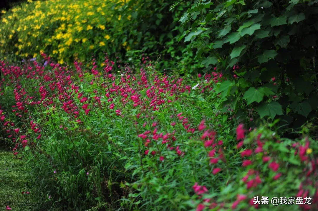 这种乱七八糟滴栽花方式,到底是不是园丁出了问题?
