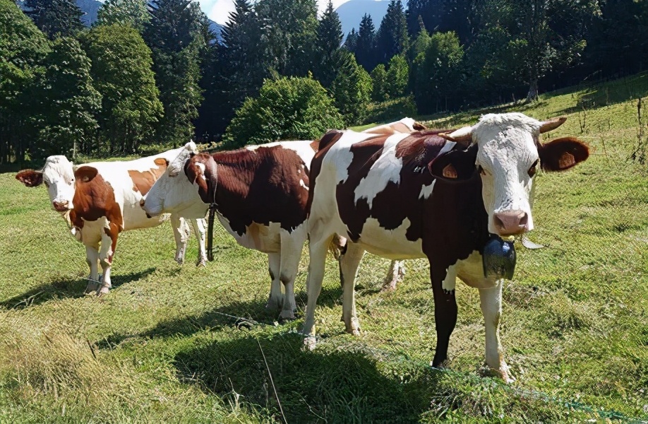 法国奶酪有哪几种,法国有红色外壳的奶酪