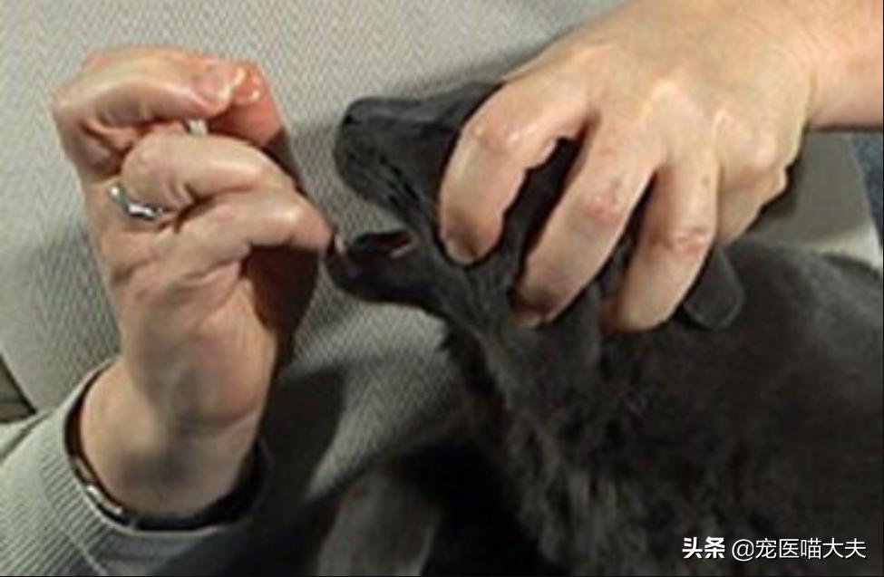 给猫咪喂药的正确手法跟操作,给猫咪喂药的正确步骤