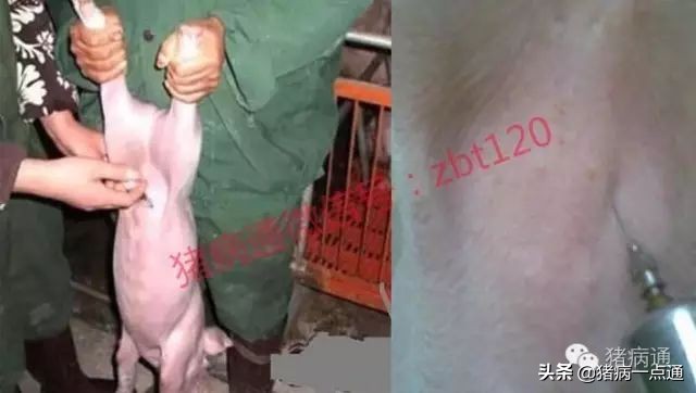 20斤猪拉稀脱水急救方法视频,小猪拉稀脱水严重怎么急救视频