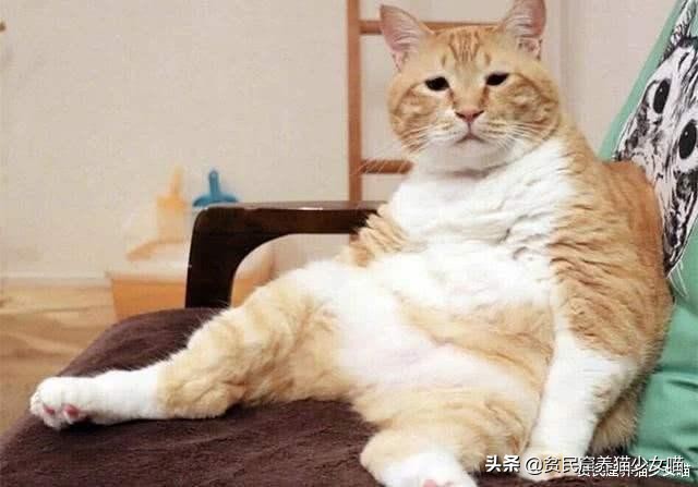 猫咪会长啤酒肚吗,为什么猫咪会有啤酒肚