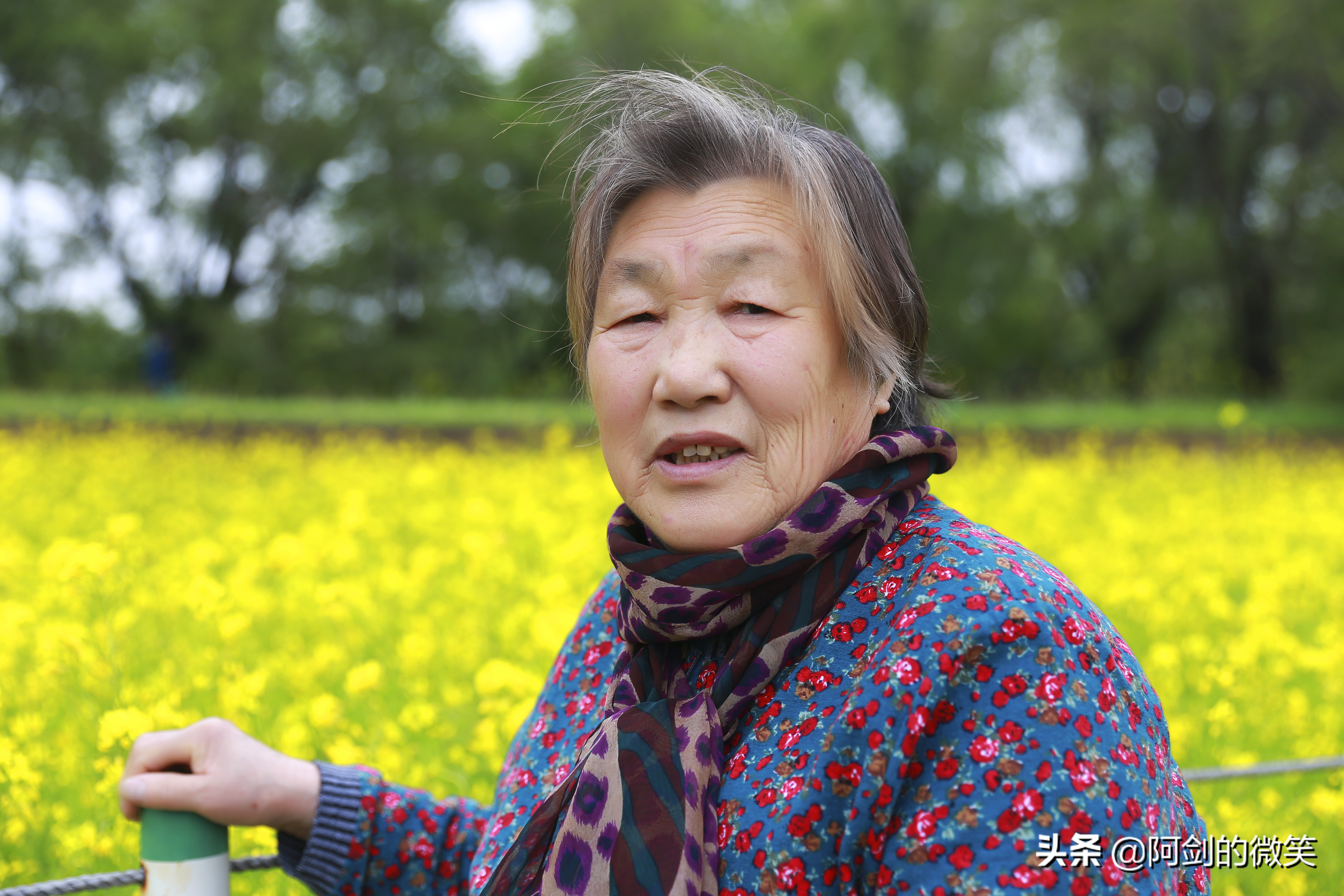 沈阳十一假期哪里有花海,沈阳玫瑰小镇温泉花海两日游
