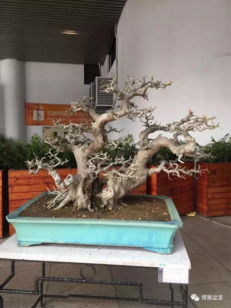 最值得收藏的六种盆景树种是哪些,西北盆景树种100种