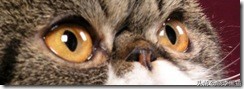 猫咪如何有大眼睛,猫咪为什么有大眼睛和小眼睛