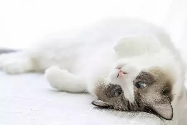 如果猫咪走丢了怎么找回来？为什么猫咪要离家出走？