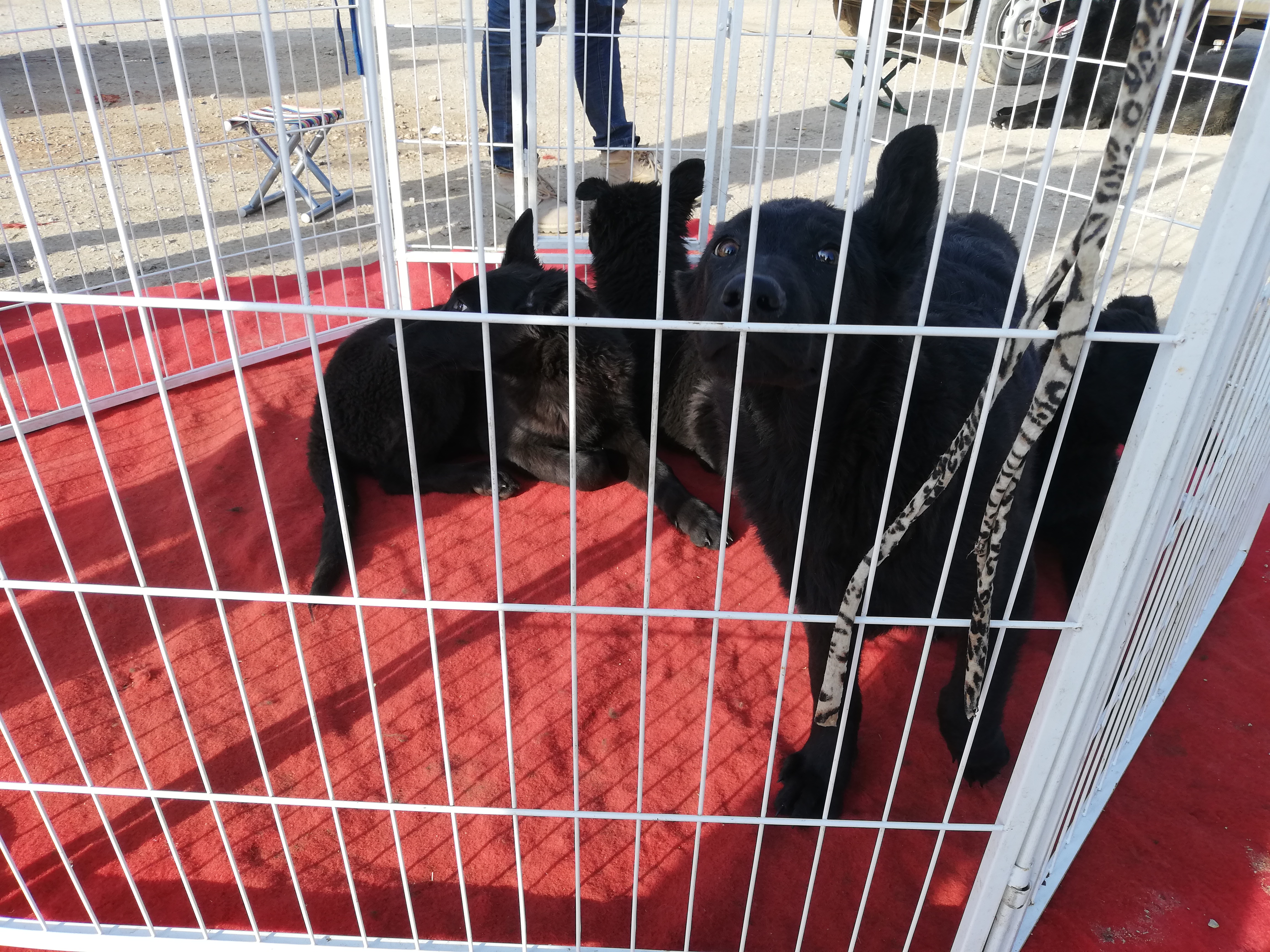 养殖场的狗卖到哪里去,黑狼犬幼犬出售最新养殖基地