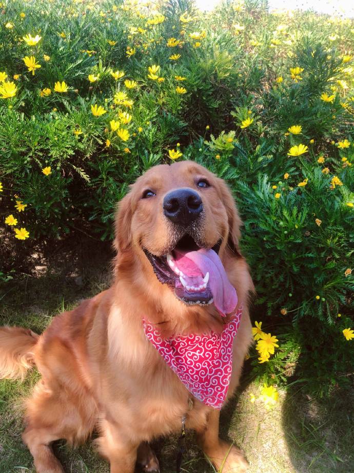 卖家挂羊头卖狗肉消费者如何赔偿,花3000元买只羊