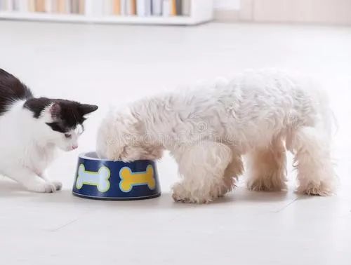 猫狗吃什么补充营养便宜,怎么配制猫狗都吃的食物