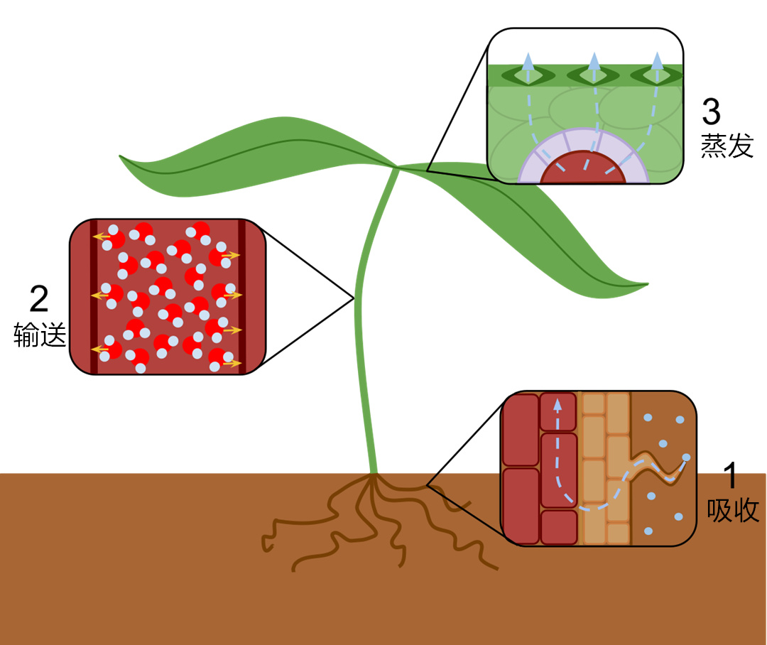 科普在太空种菜的诸多学问,太空上为什么能种菜呢