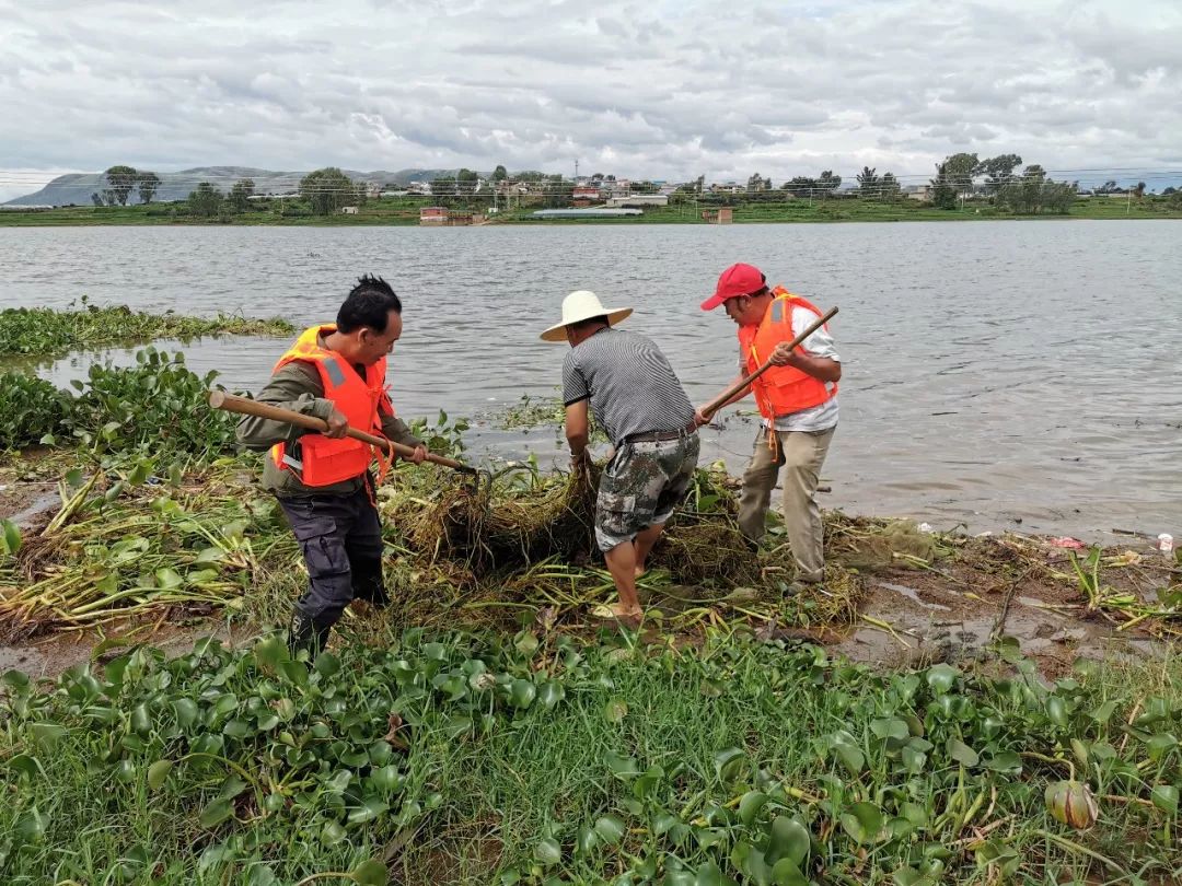 原本在我国泛滥成灾的水葫芦,曾经泛滥的水葫芦现在怎么样