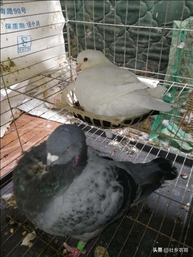 鸽子毛滴虫多久清理一次,鸽子毛滴虫怎么彻底根除