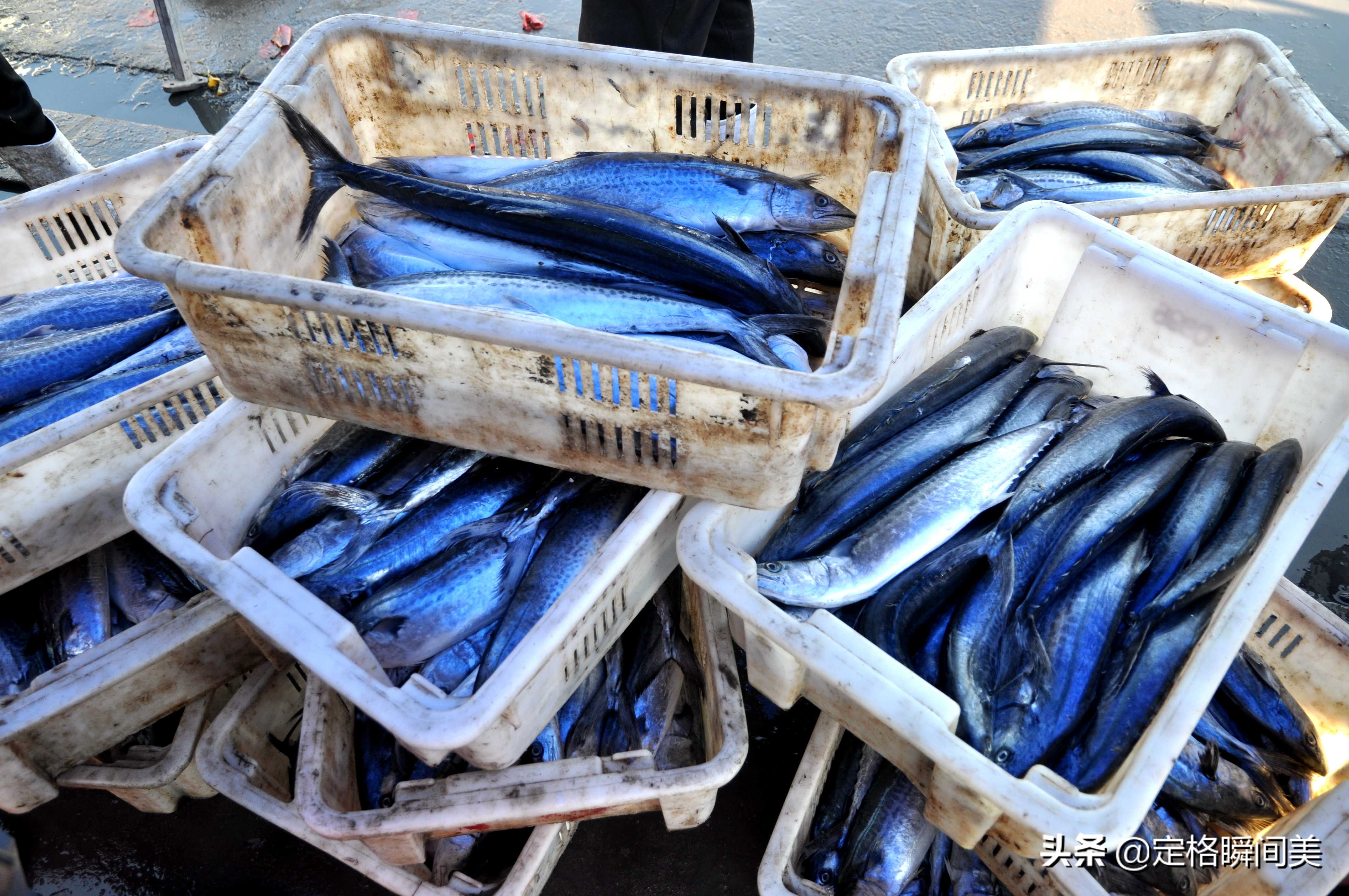 青岛开海海鲜种类,青岛开海后的海鲜价格