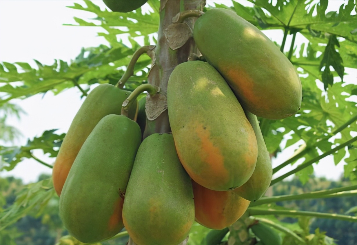 木瓜栽培技术和管理方法农技学堂,木瓜种子从发芽到采收要多久