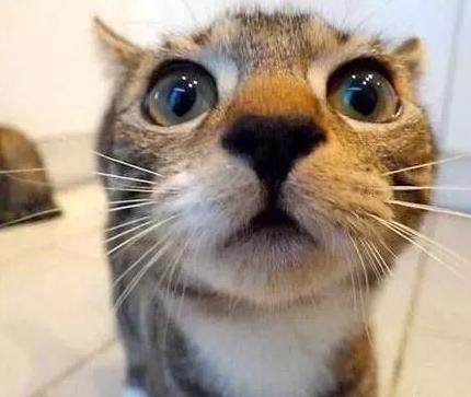 猫咪的驱虫药滴手上怎么办,猫咪体内驱虫和体外驱虫推荐