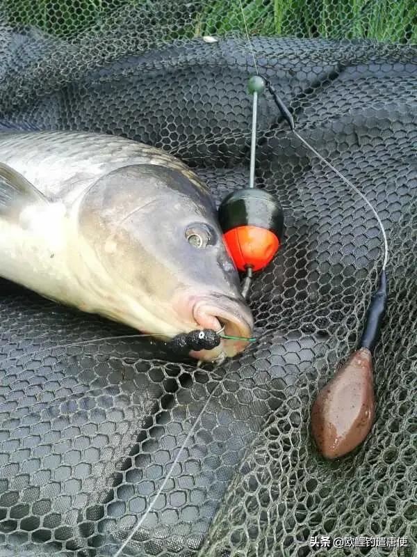 话说欧鲤钓之科学篇,欧鲤钓知识讲解