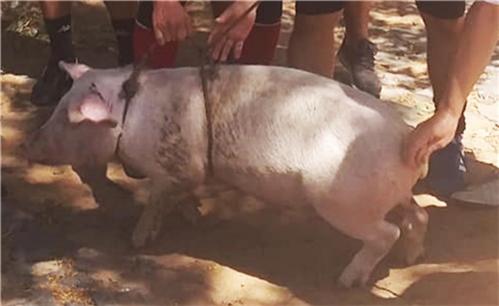 囚王小罗最强阵容,囚王小罗结局