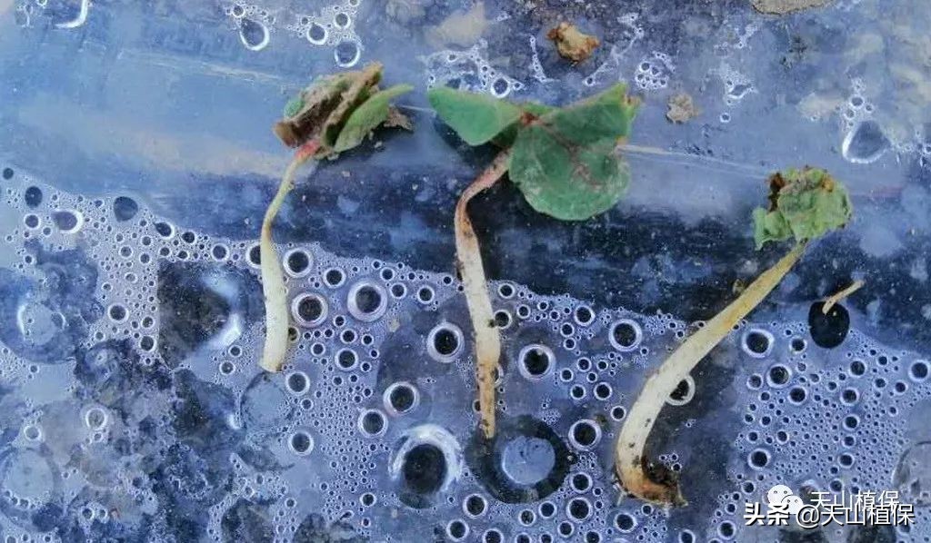 再谈小麦病虫害防活,再谈麦田除草