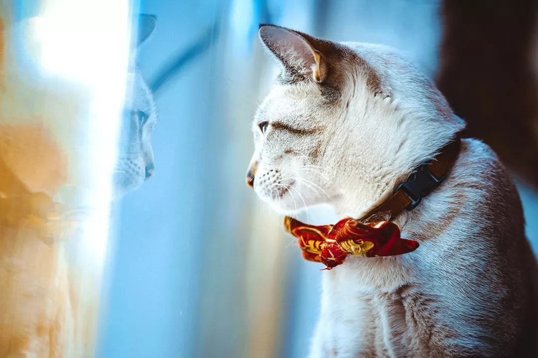 深圳真正的富人真实生活,深圳土豪的现状