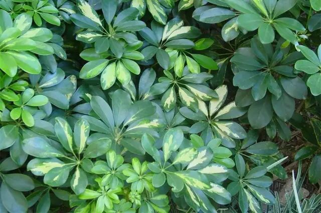 几种方法除甲醛最有效,新房除甲醛哪种植物最好最有效