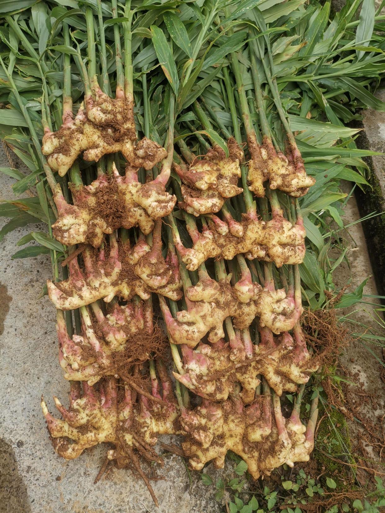 把姜种到花盆当绿植观赏,生姜无土盆栽观赏