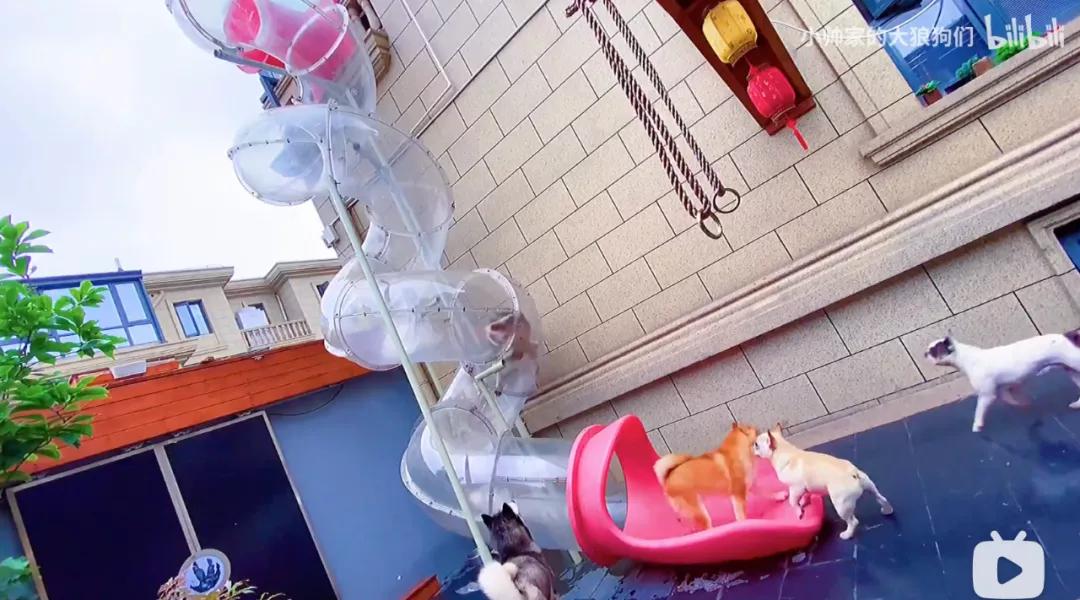 花三年建宠物乐园,花20万给狗打造乐园