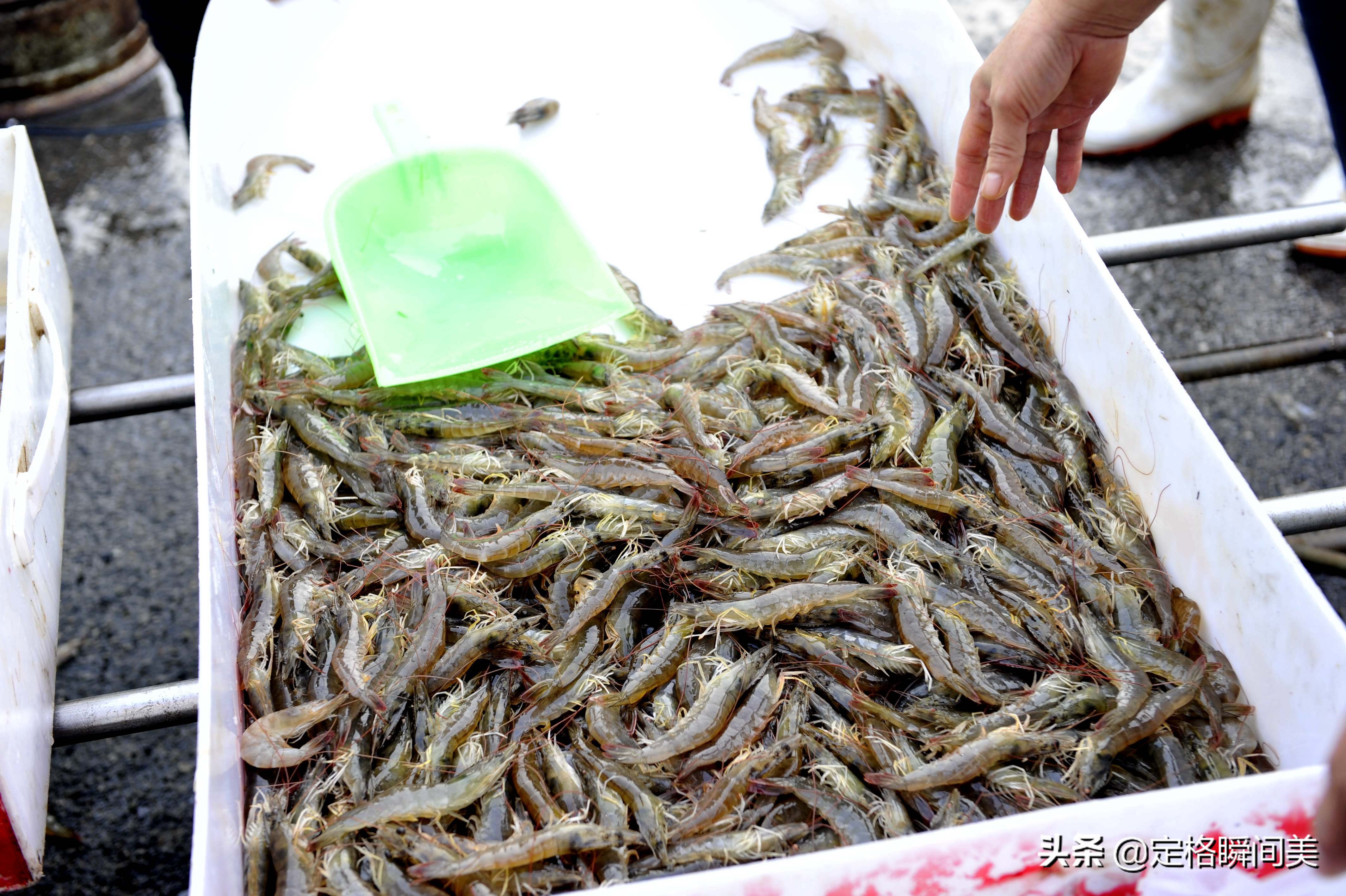 青岛开海新鲜大虾,开海时大虾便宜吗