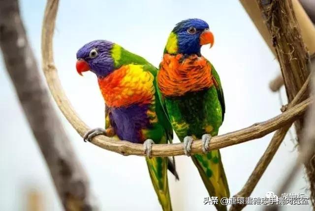 最好看的鹦鹉又好养又好看,最好看的鹦鹉是哪种鹦鹉
