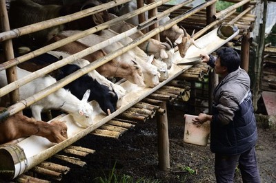 尿素能喂猪和喂牛吗,尿素真的可以喂猪吗