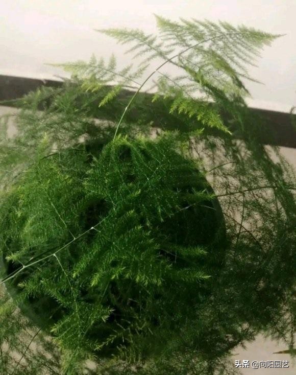 文竹不好养容易黄叶子,文竹不好养