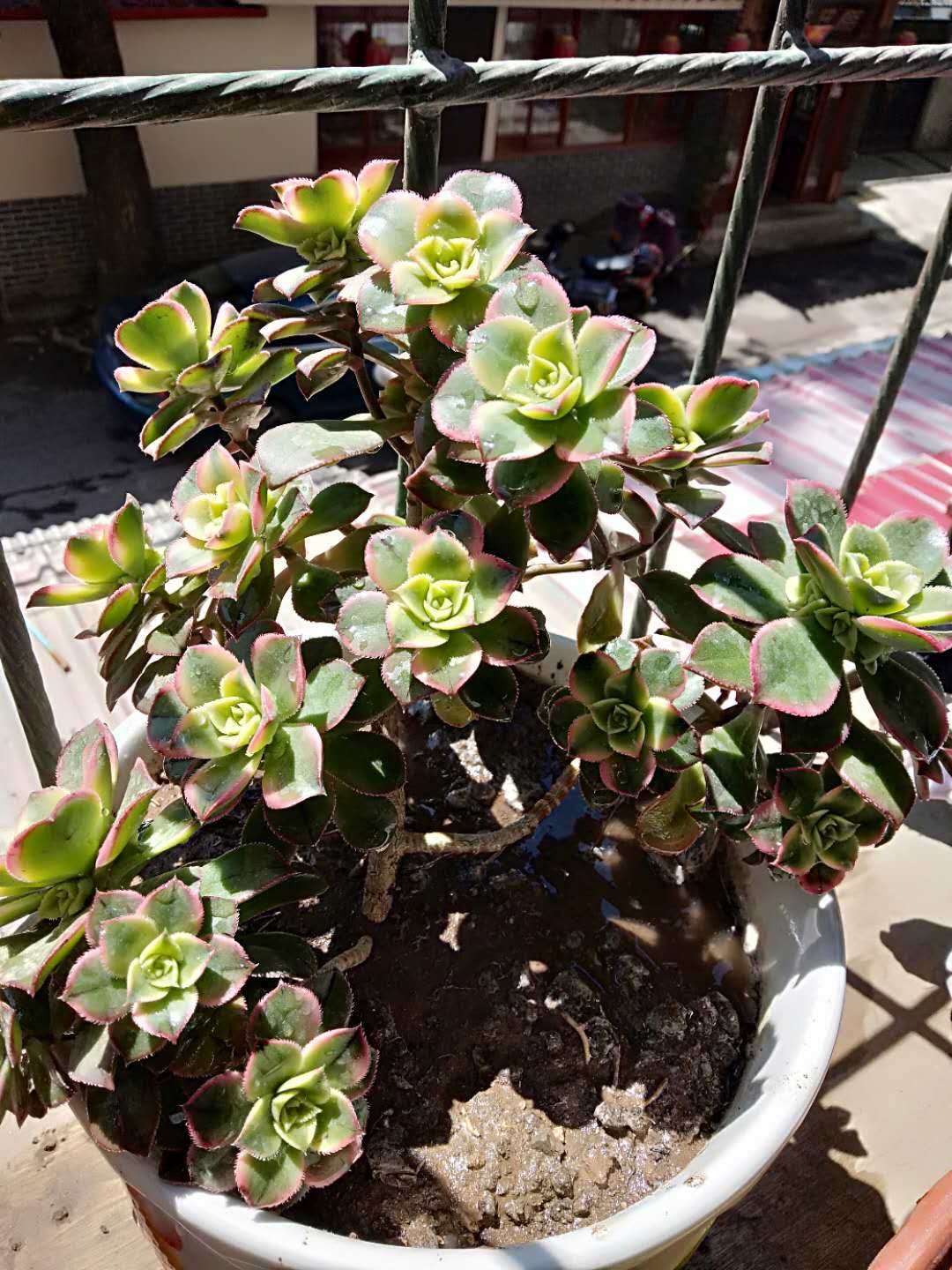 百万身价意外险买哪些,百万身价意外险