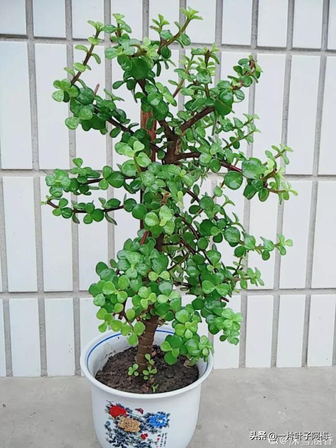 金枝玉叶干枯一碰就掉,金枝玉叶一夜之间掉了好多叶子