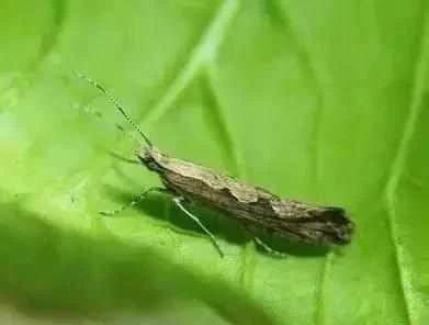 蔬菜害虫最佳防治方法,如何自制杀虫剂防治蔬菜害虫