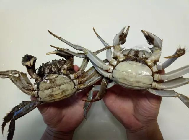 蟹黄豆腐煨虾仁,蟹黄豆腐咸蛋黄豆腐