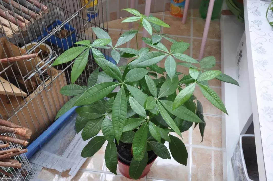 发财树不长新叶是怎么回事,发财树一直不长不高怎么办