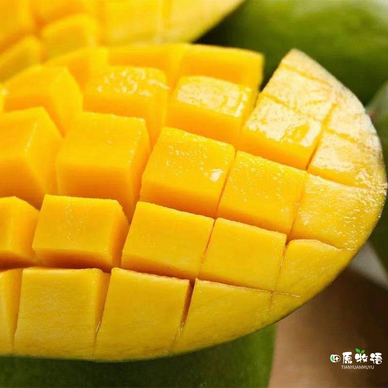 越南大青芒果批发价,越南大青芒果直播卖货第一名