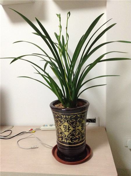 兰花品种大全最名贵的兰花,十大名贵兰花最好养活的兰花