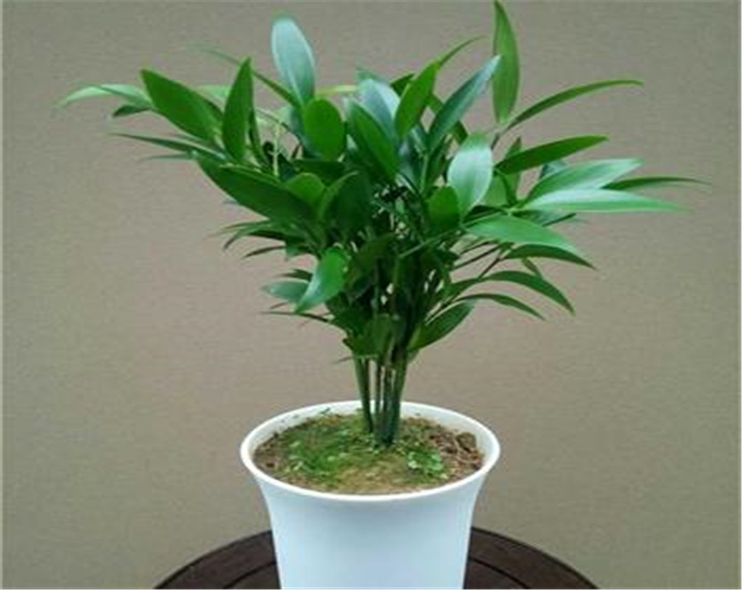 竹柏盆栽干枯,竹柏黄叶怎么补救最佳方法