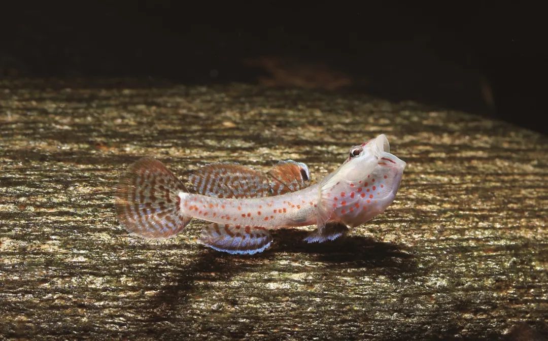 各种淡水鱼你认识吗,淡水鱼的种类你认识几种